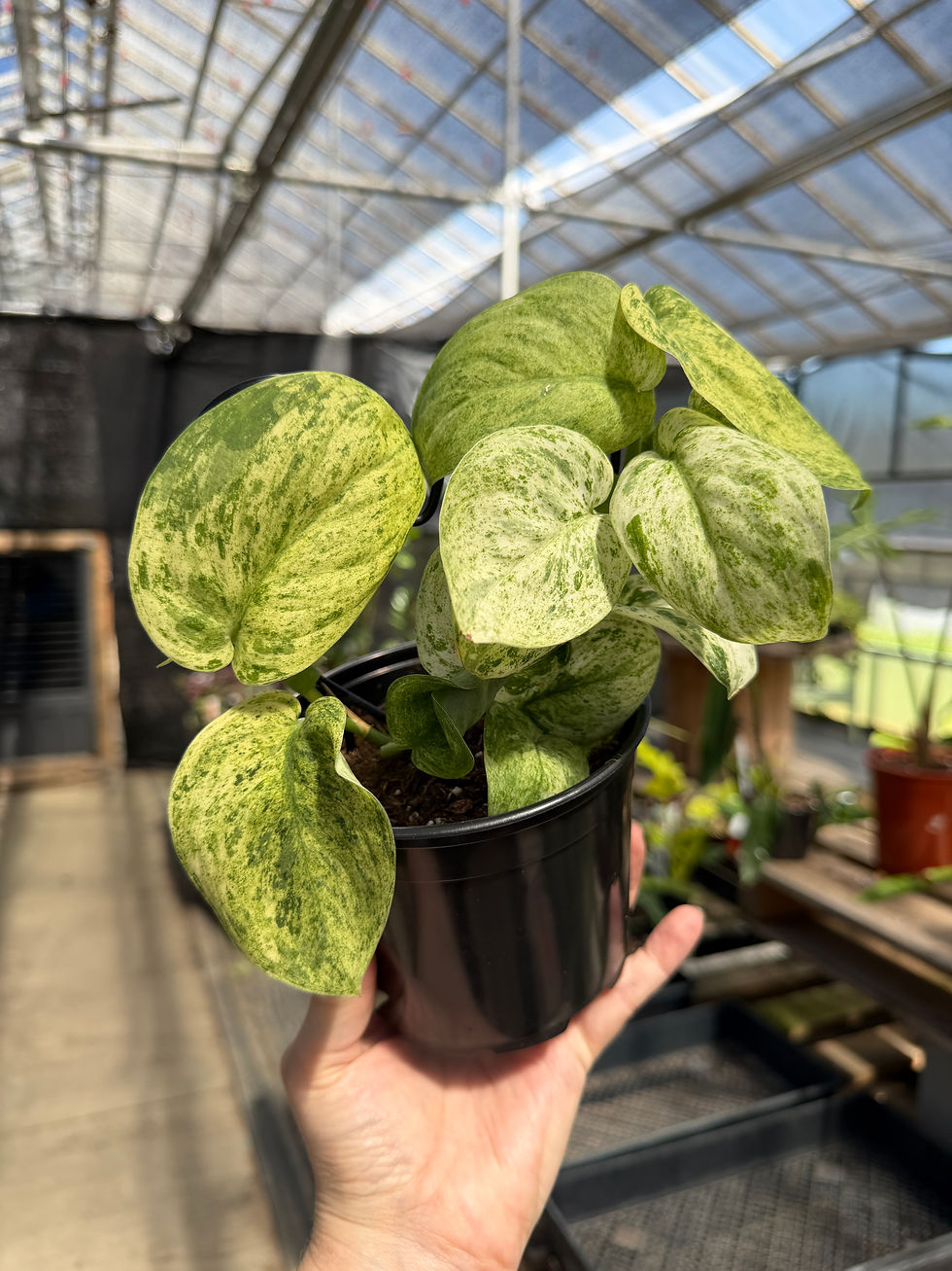 Thumbnail: Scindapsus peasun trellis