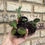 Thumbnail: 3 Jewel orchid combo