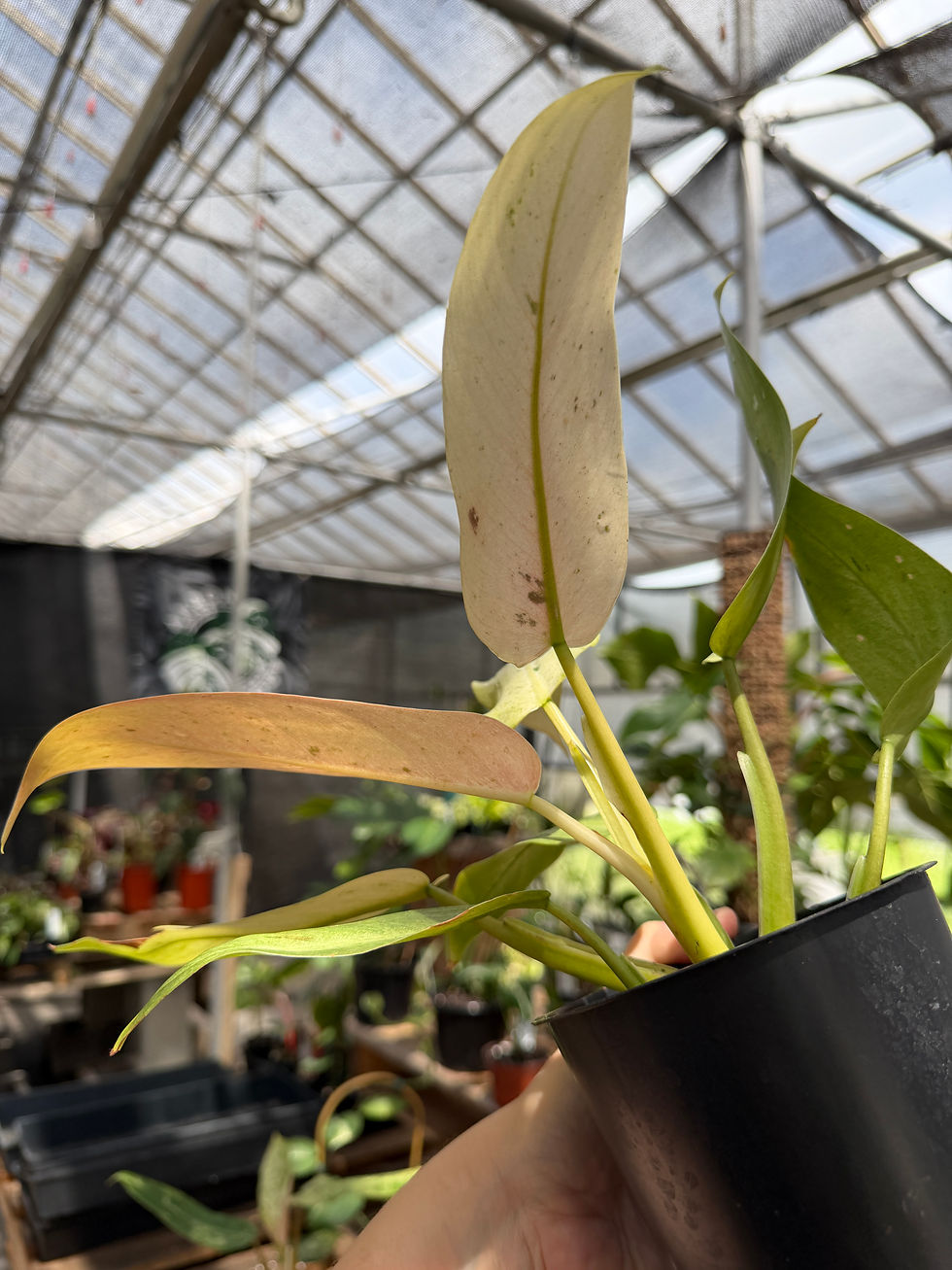 Thumbnail: Philodendron whipple way