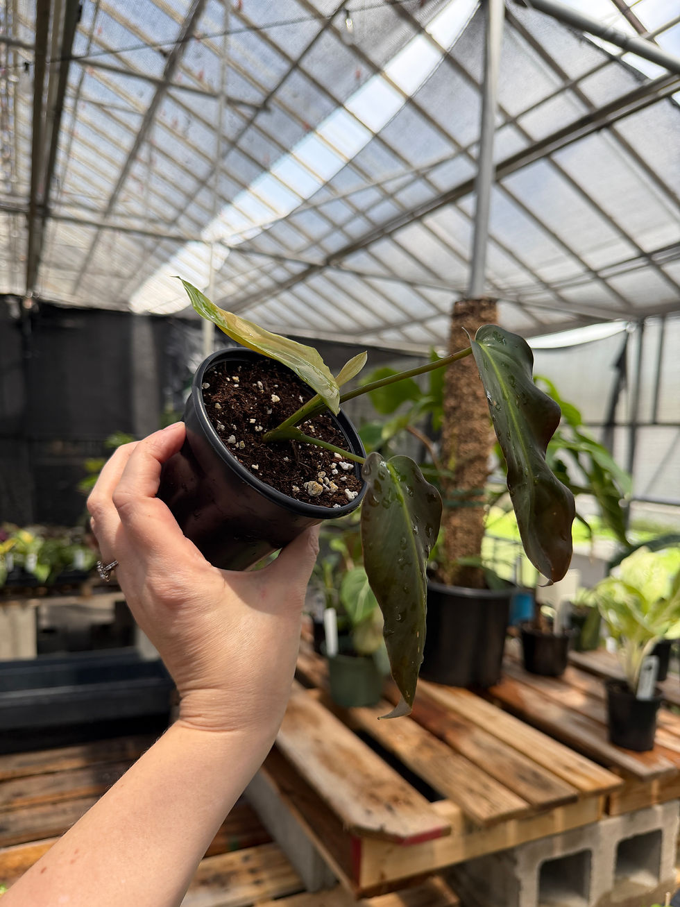 Thumbnail: philodendron esmeraldense x radiatum