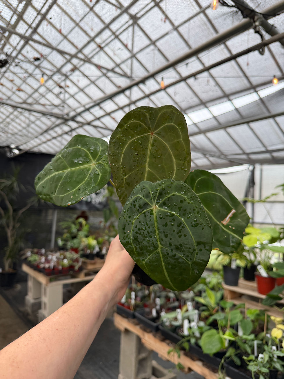 Thumbnail: Anthurium forgetii hybrid