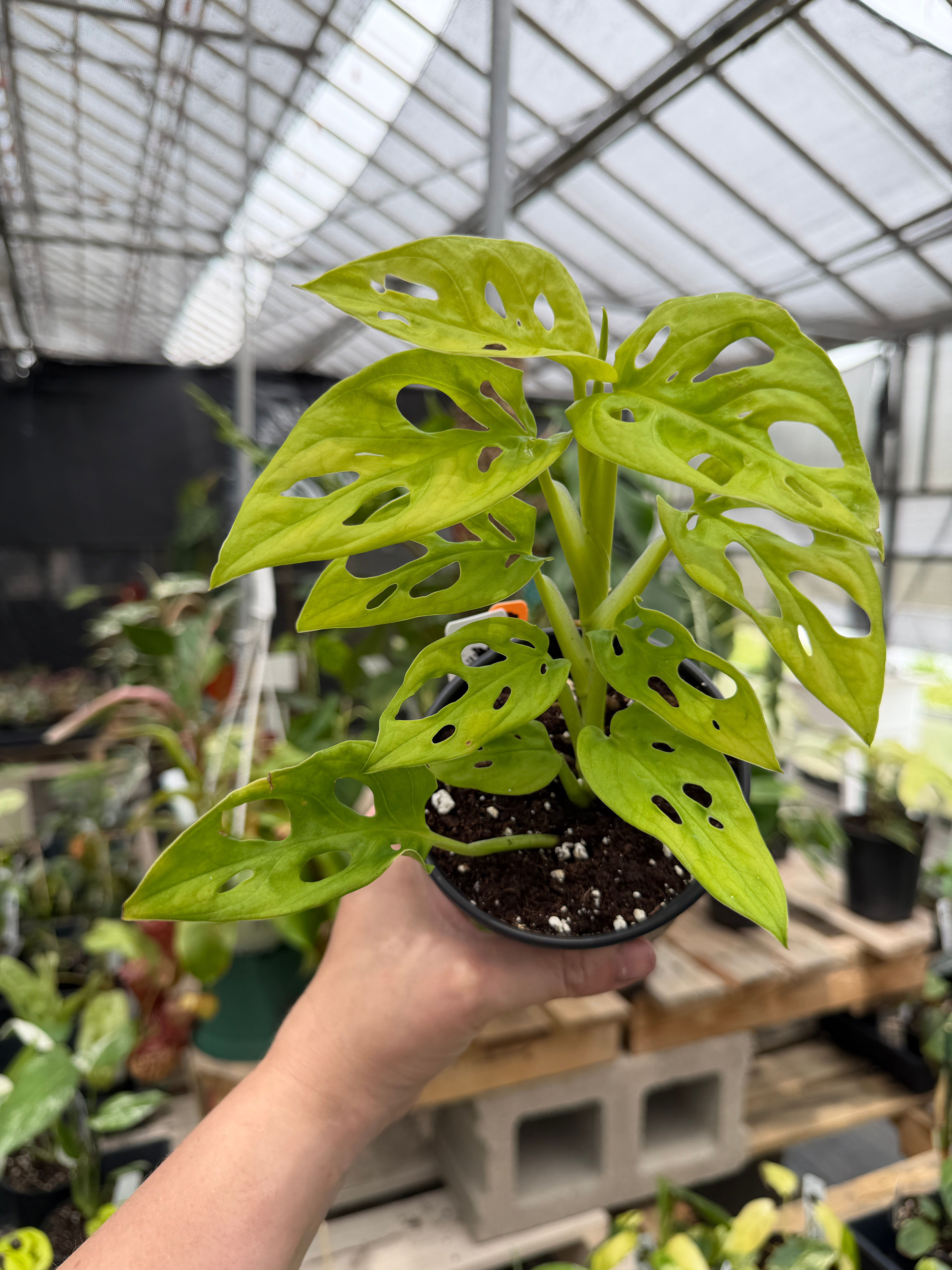 Monstera adansonii “neon Madonna”
