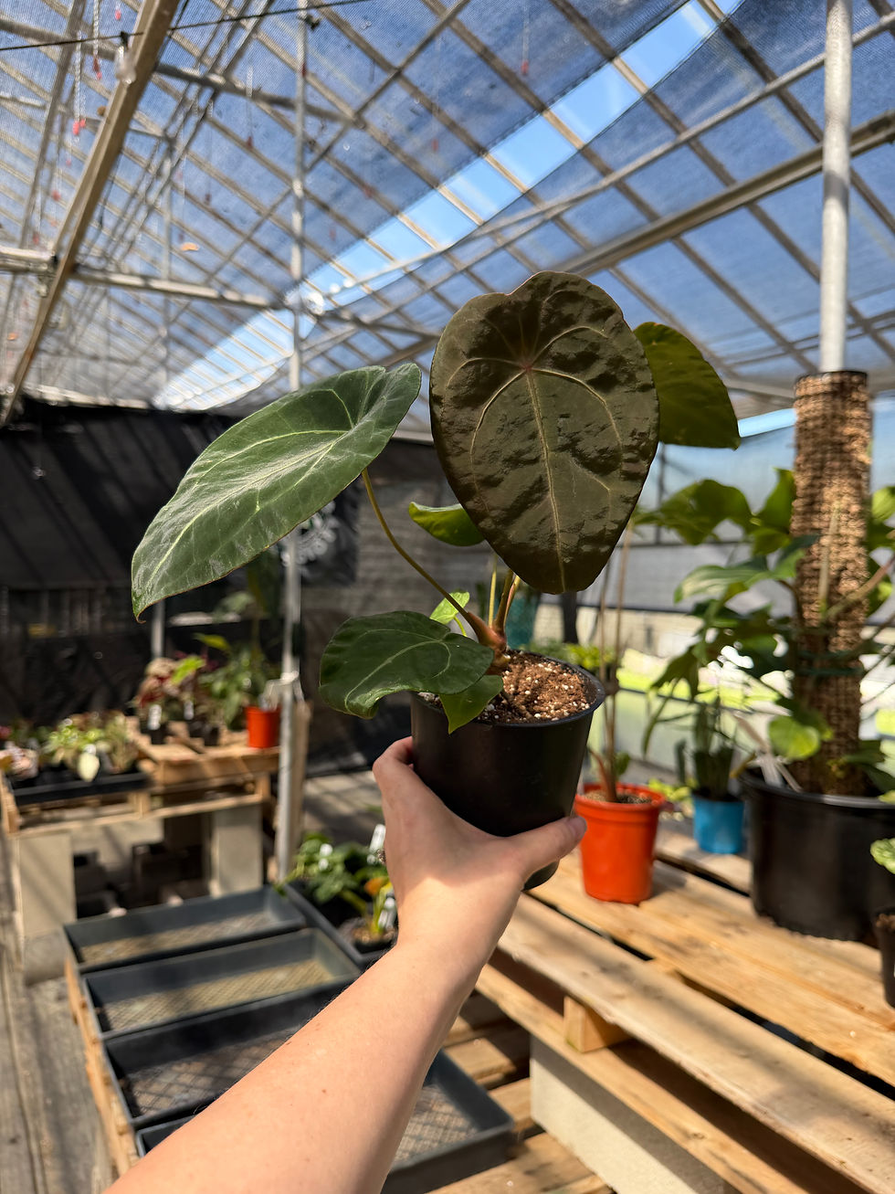 Thumbnail: Anthurium Forgetii hybrid 