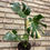 Thumbnail: Monstera Thai Constellation 