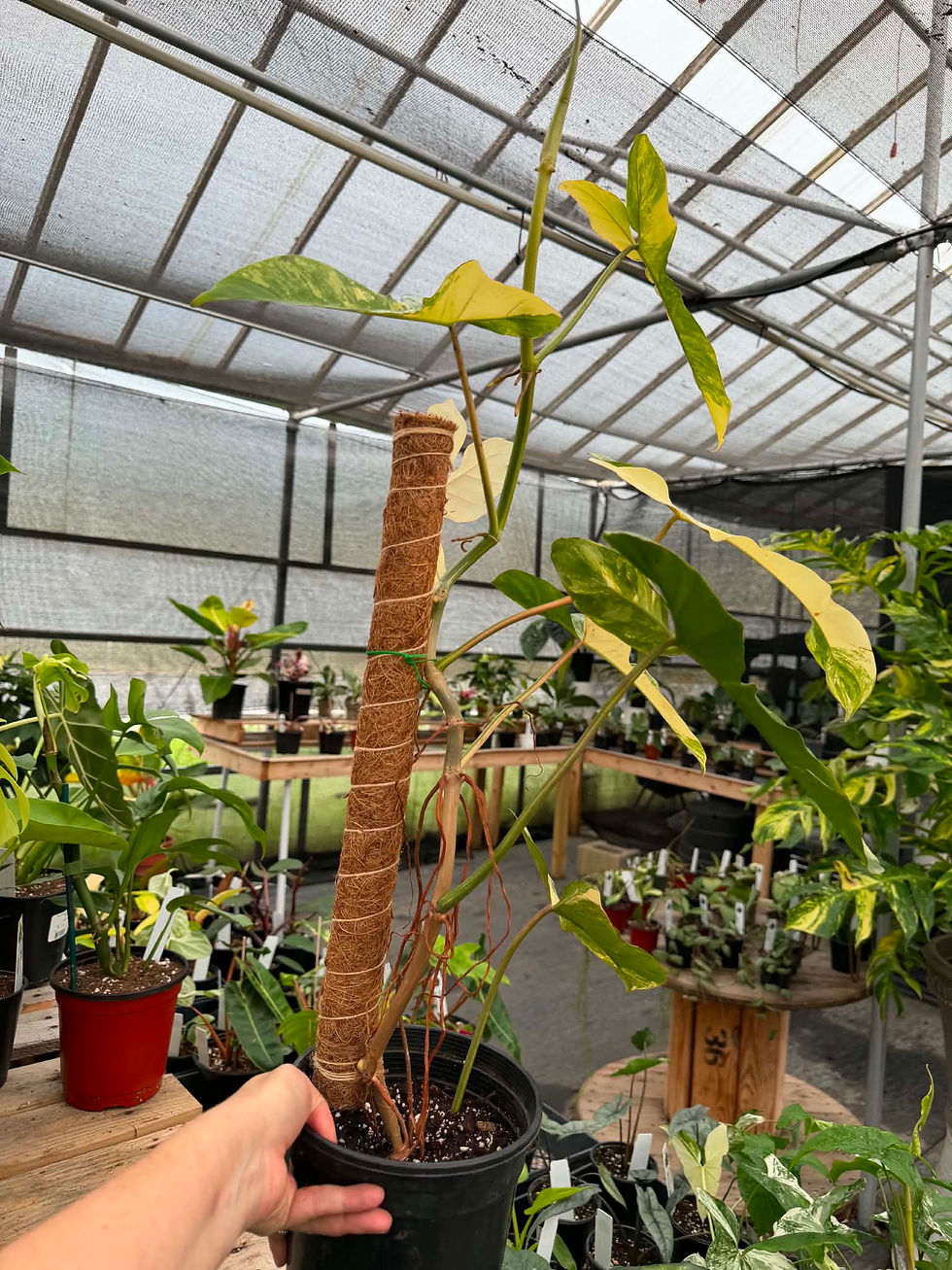 Thumbnail: Philodendron florida beauty x Paraiso verde