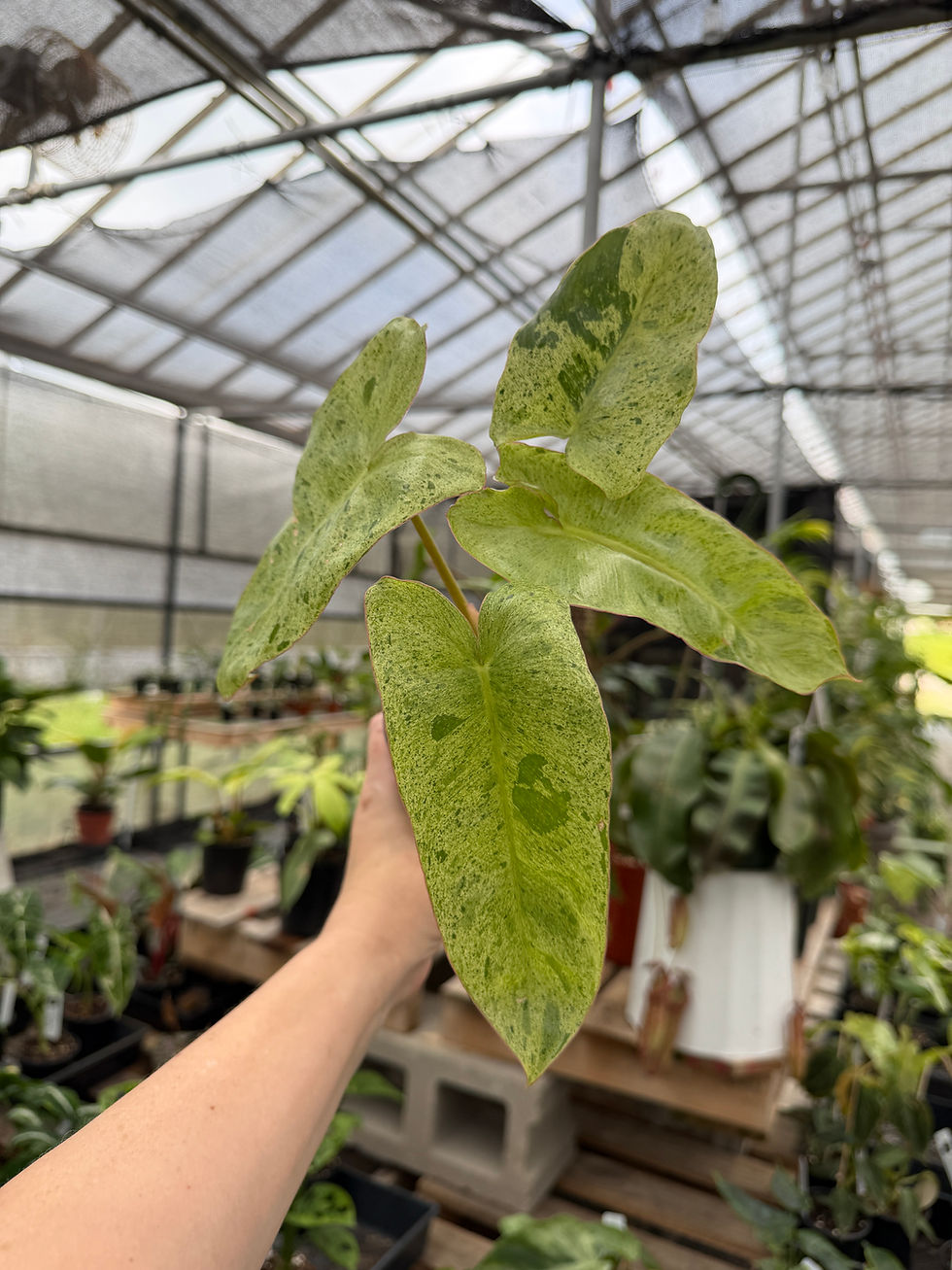 Thumbnail: Philodendron paraiso verde