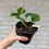 Thumbnail: Epipremnum Aureum Japanese Global