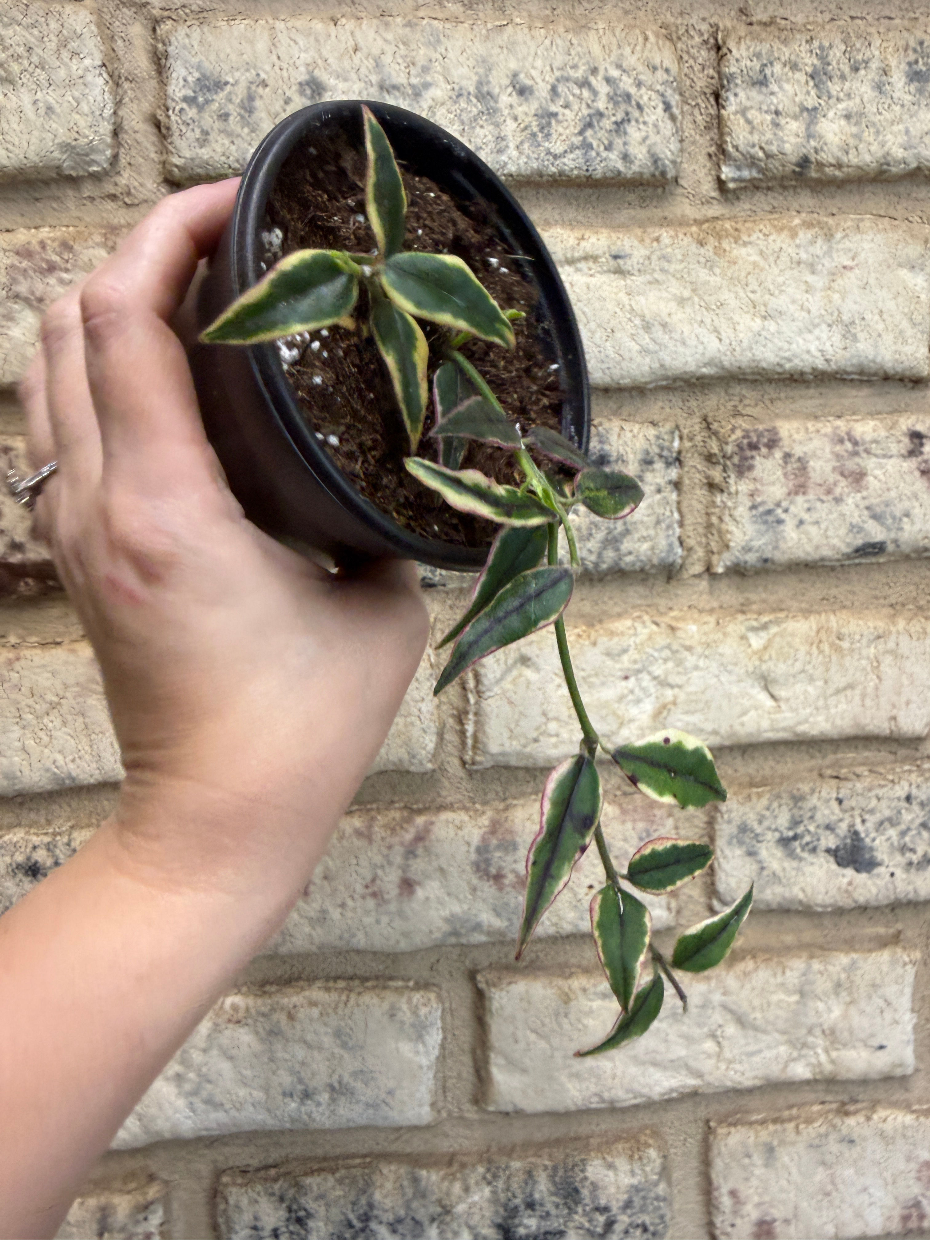 Hoya bella outer variegated 