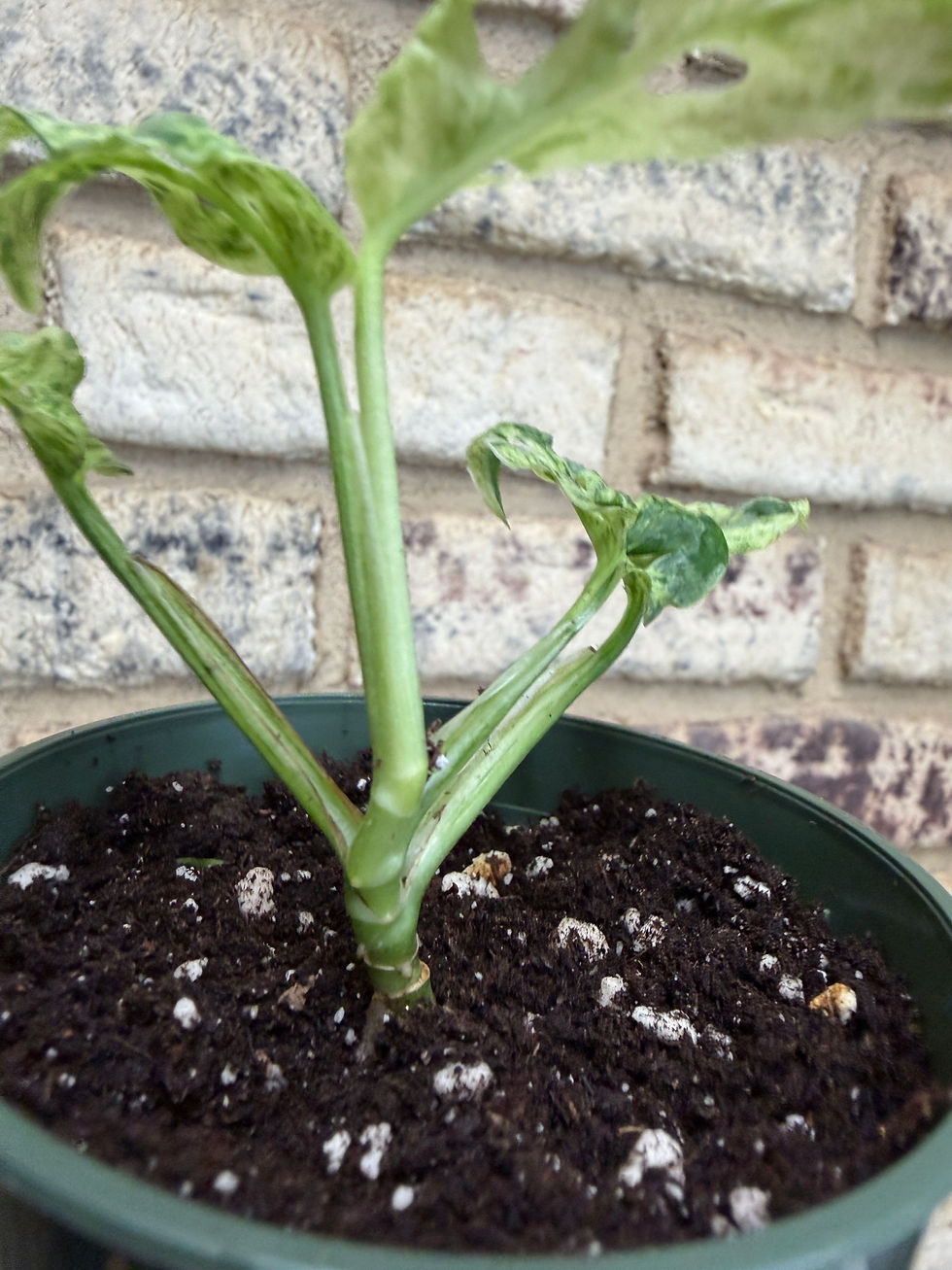 Thumbnail: Monstera adansoni var. laniata “frozen freckles”