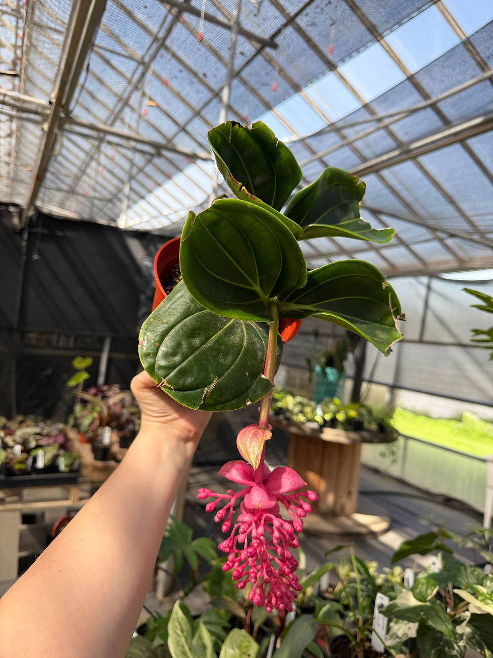 Thumbnail: Medinilla Magnifica “Philippine Orchid”