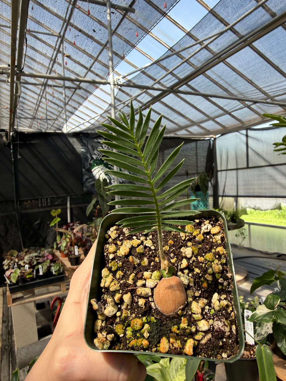 Thumbnail: Dioon edule cycad