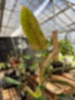 Thumbnail: Philodendron whipple way mint