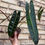 Thumbnail: Philodendron Billietiae 