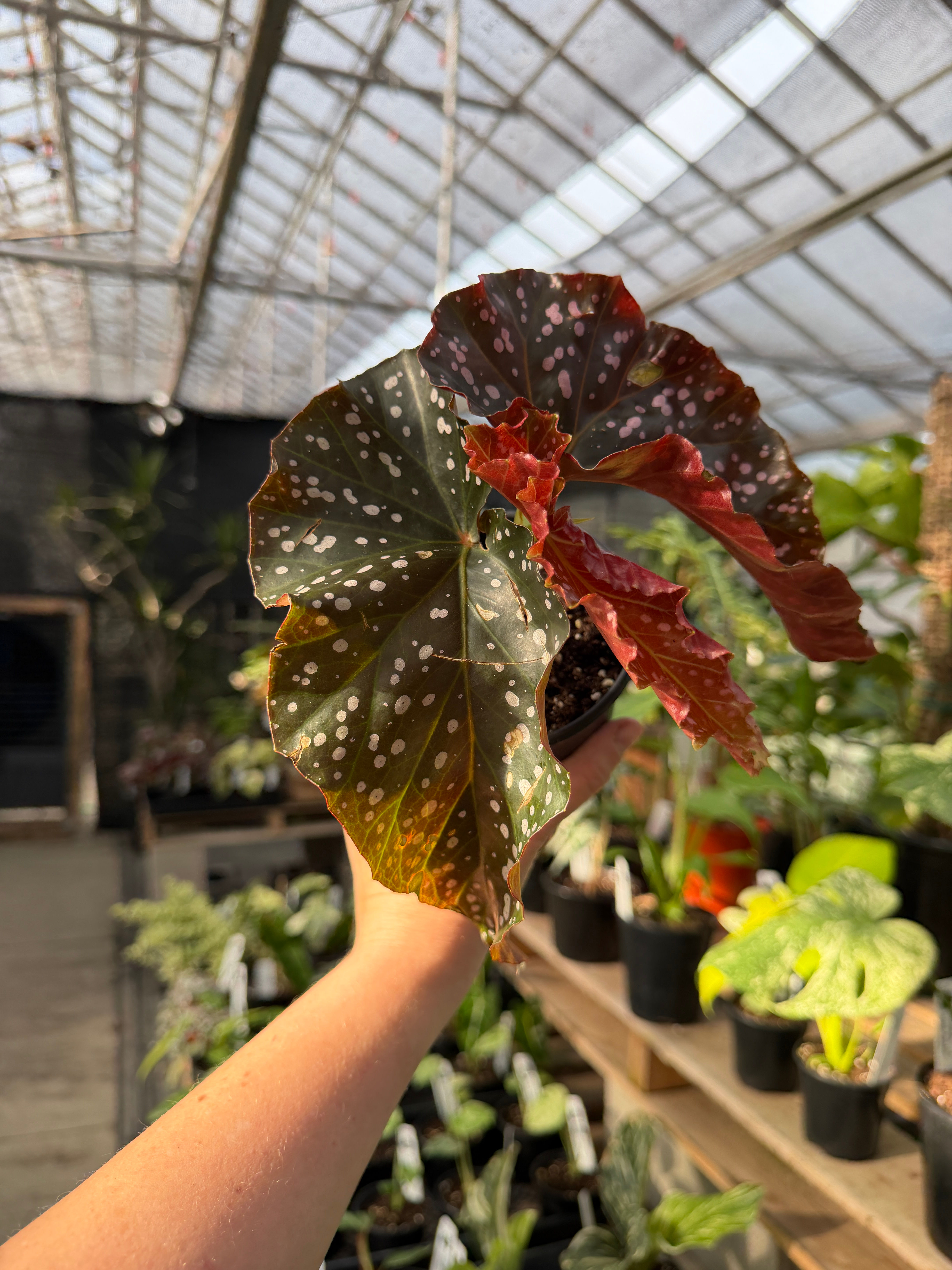 Begonia cracklin Rosie