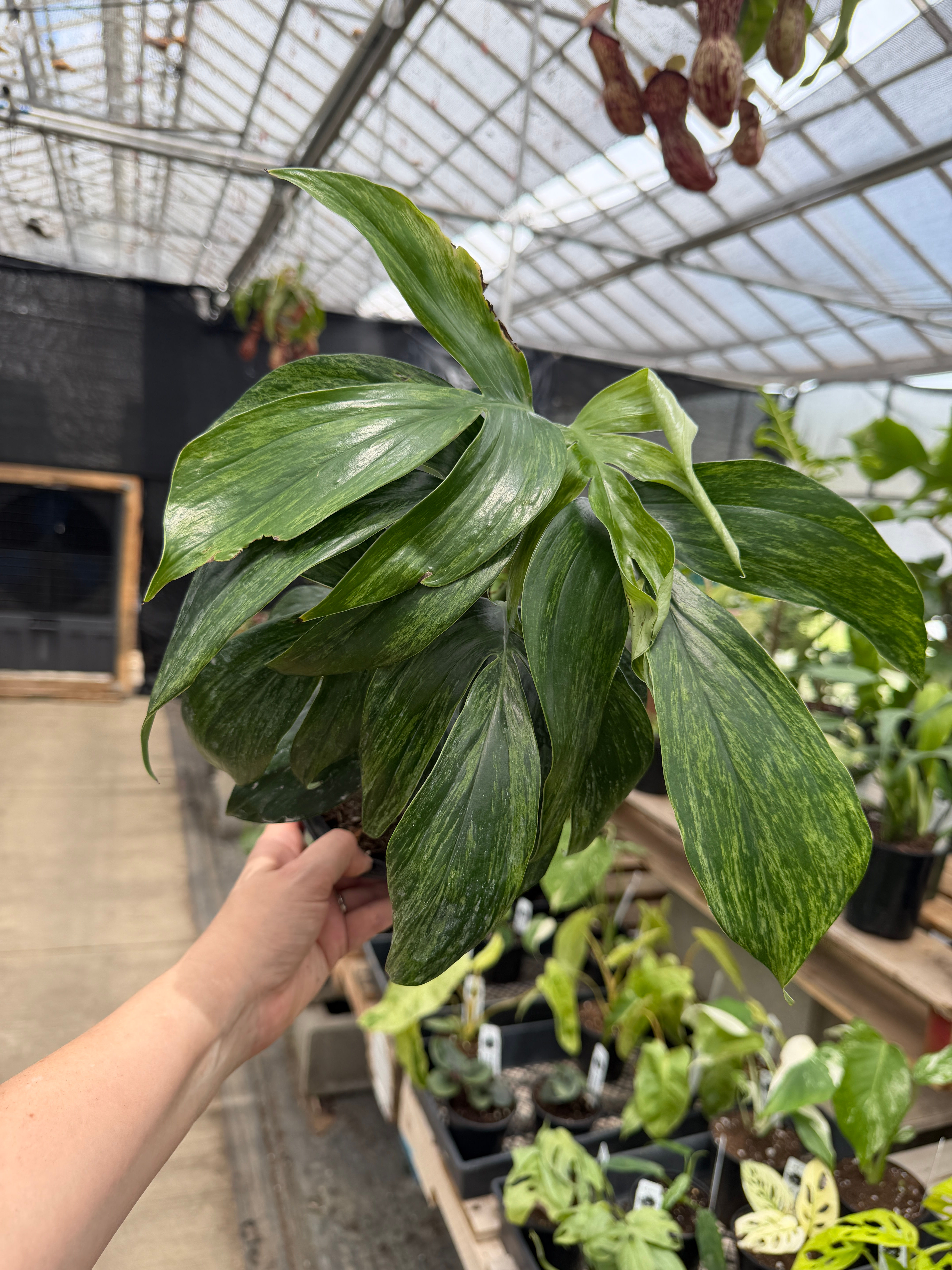 Rhaphidophora decursiva dragon tail variegated