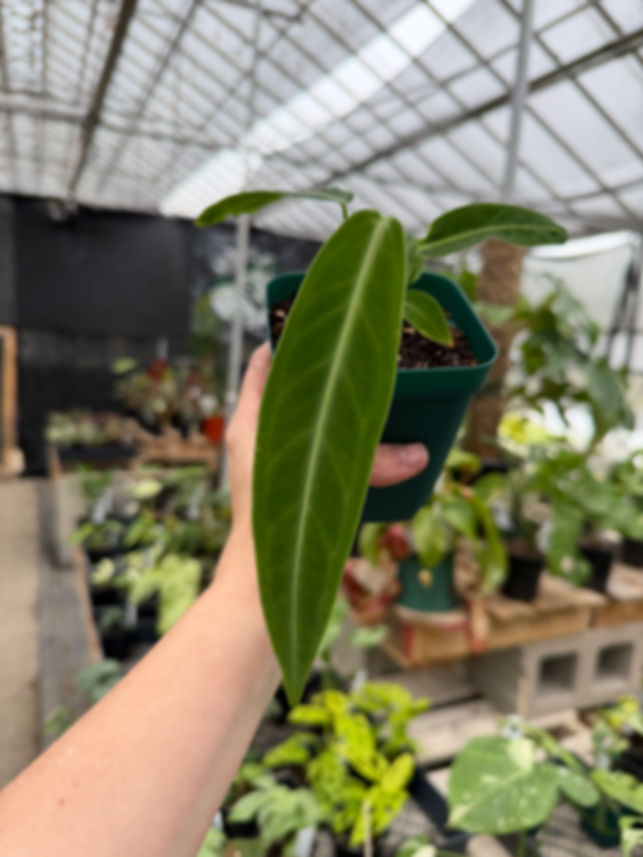 Anthurium warocqueanum