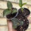 Thumbnail: 3 Jewel orchid combo