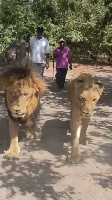 ap_lion_walk_final - SD 480p.mov