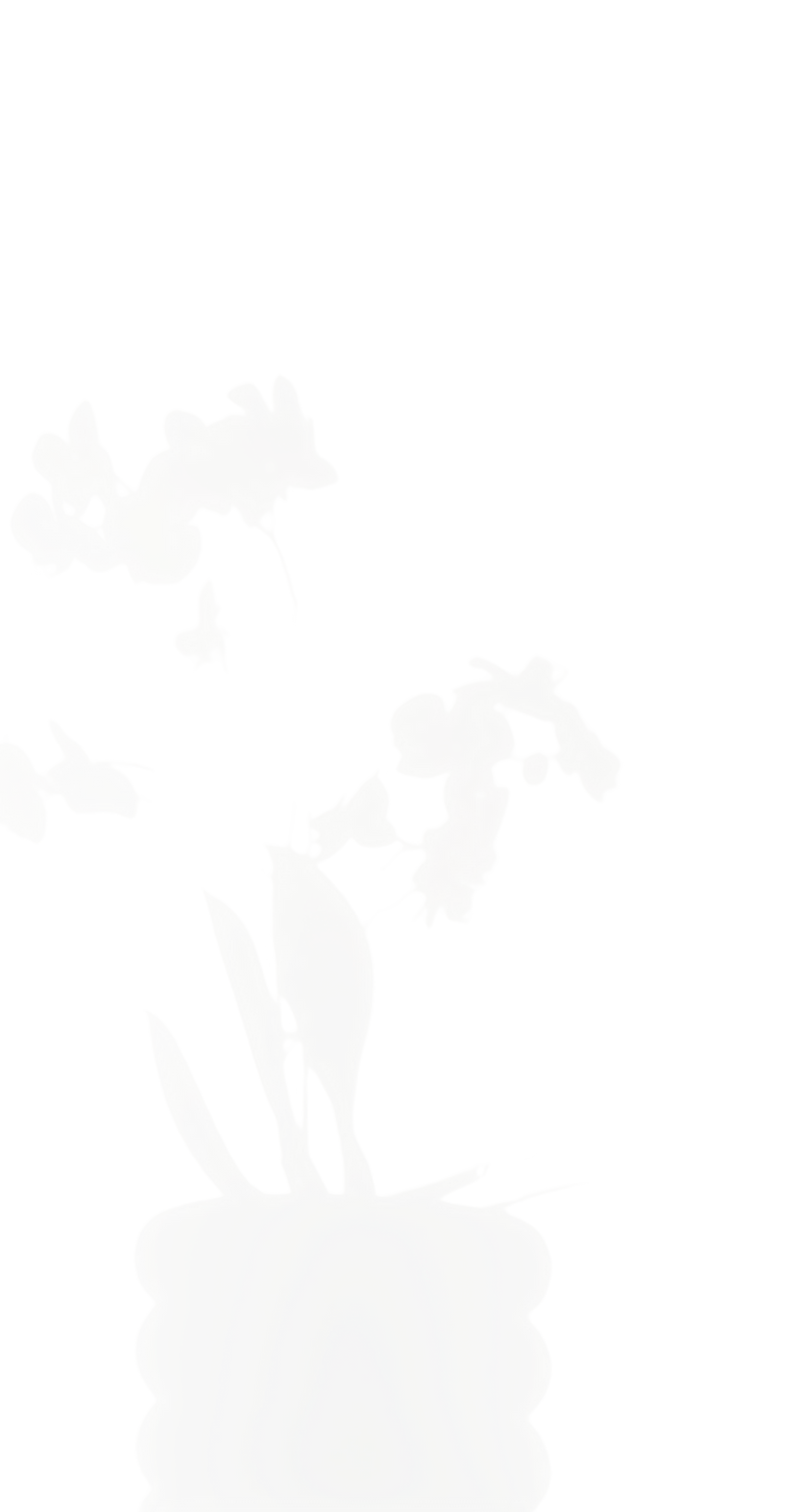 the-shadow-of-a-beautiful-white-orchid-on-a-white-2023-11-27-05-06-12-utc 1.png