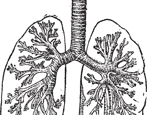Lungs Illustration.webp