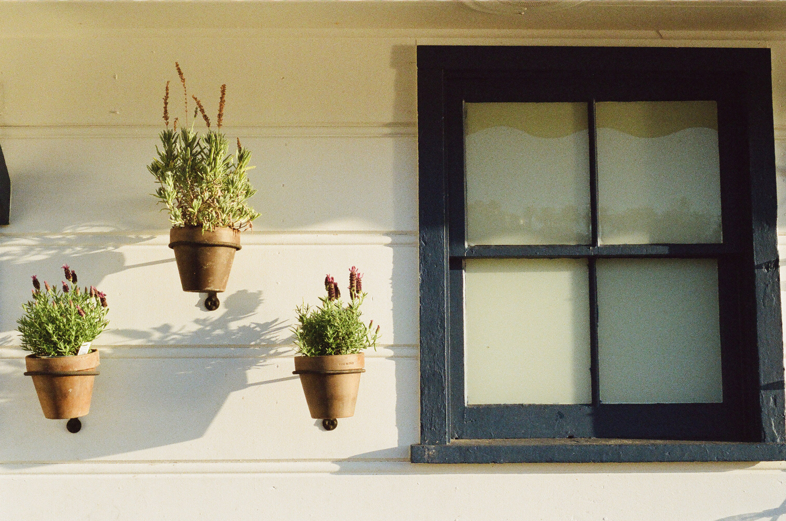 Windowsill Garden