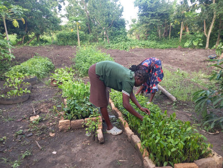 Deforestation in Uganda: A major driver to desertification Crisis