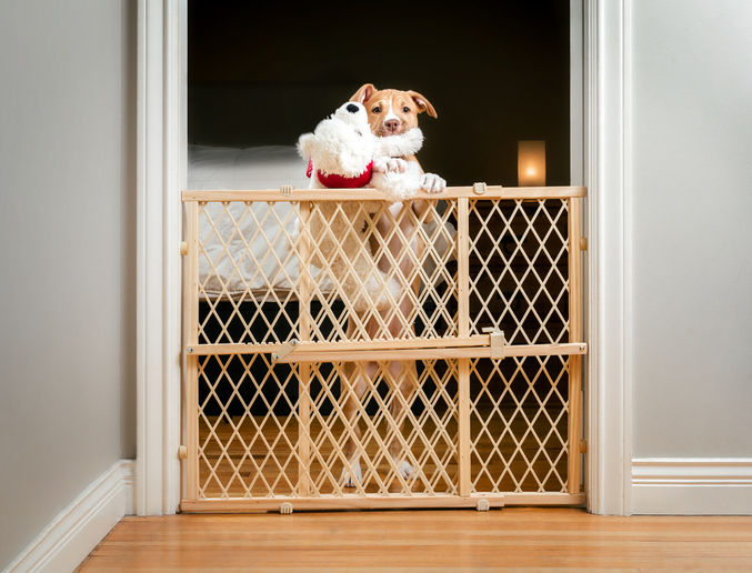 Young dog standing behind a wooden baby gate, holding a plush toy in its mouth.