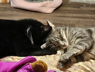 Two cats cuddling with each other on a bed
