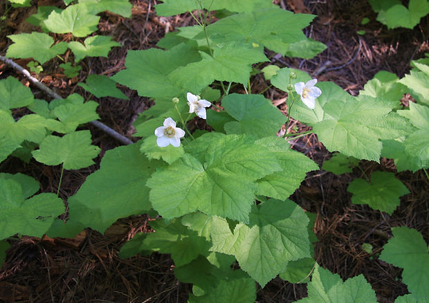 Thimbleberry_Rubus_parviflorus.jpg