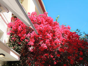 アテネ編 Day 1 — やわらかな青の空