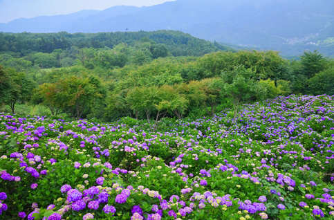 美の山 紫陽花の絨毯
