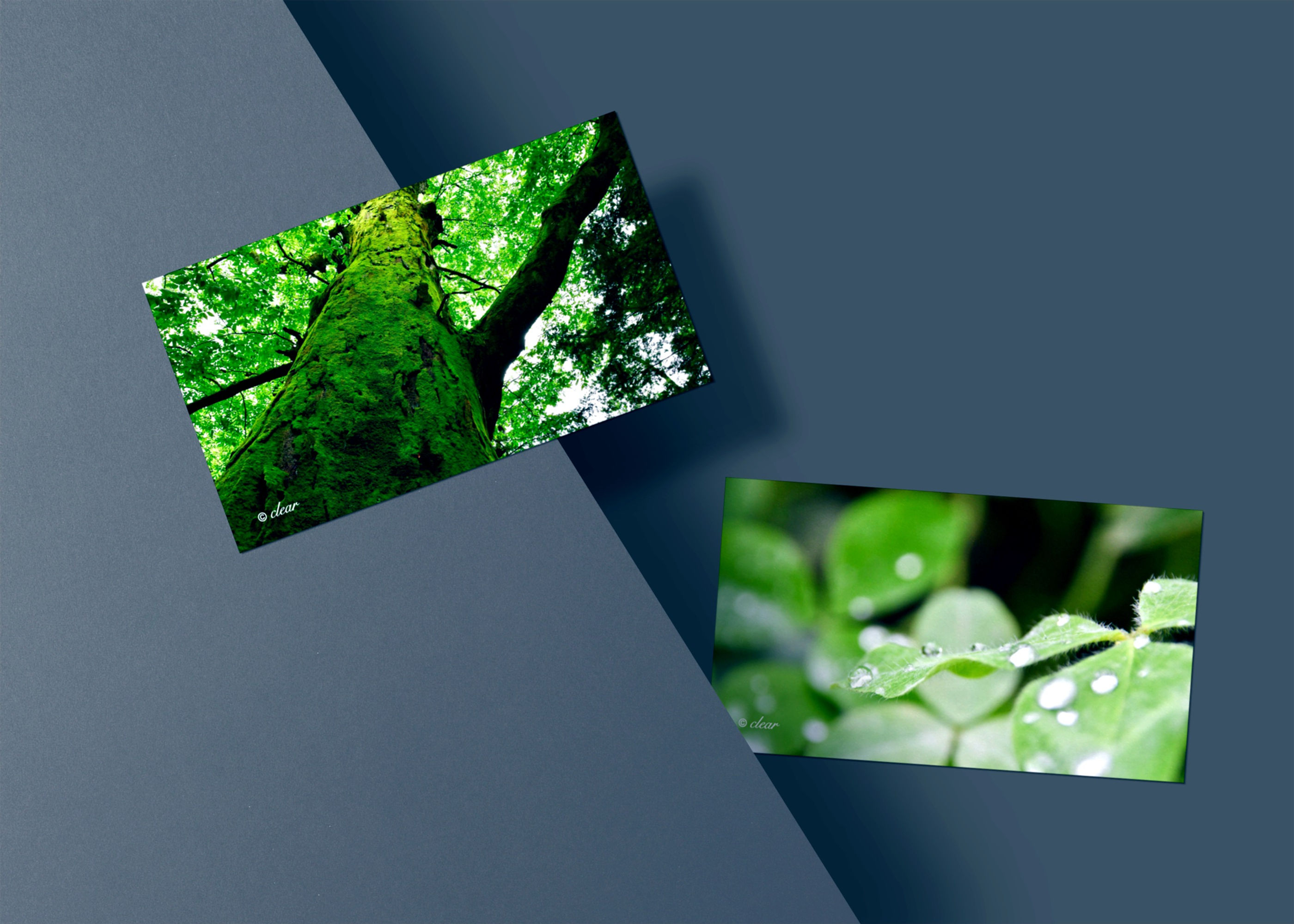 ミニカード  緑の癒し 全2枚