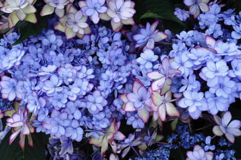 F-21
八重咲紫陽花