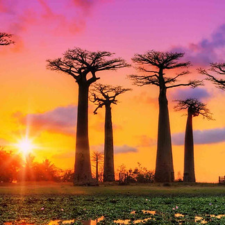 Africa.jpg