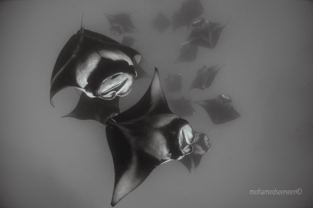 manta
