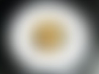 Drei gebratene Jakobsmuscheln liegen auf schwarzem Reis.