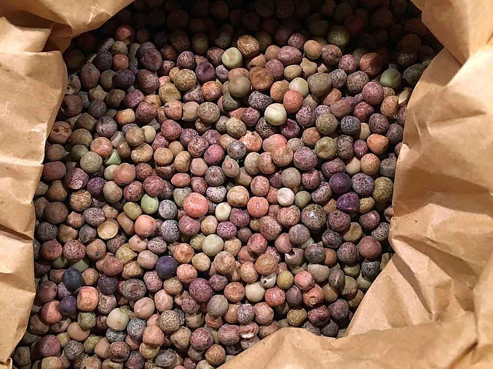 Roveja ist eine Wilderbse, die in Umbrien daheim ist und außerhalb dieser Region schlecht zu bekommen.