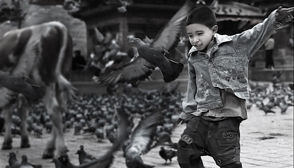 Little pifeon boy.jpg