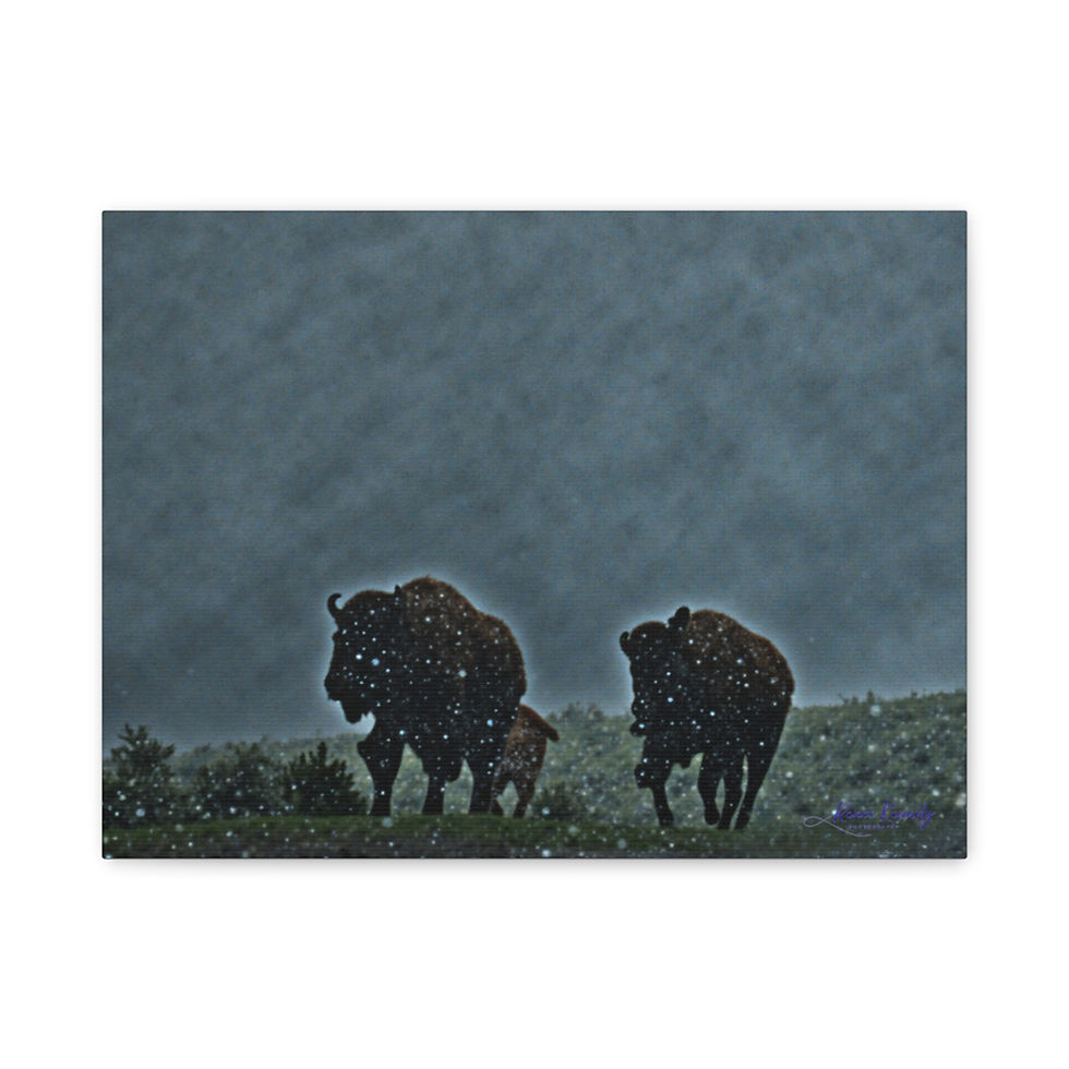 Thumbnail: Canvas Print, Original Mystical Picture of Bison in Yellowstone, 