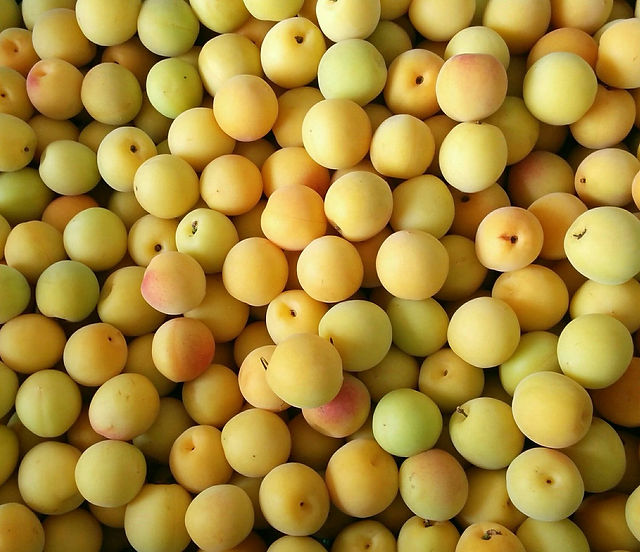 スピッツ うめぼし は 梅干しを作りたいという話だった説 スピッツ歌詞解釈 スピッツ うめぼし は 梅干しを作りたいという話だった説 スピッツ歌詞解釈