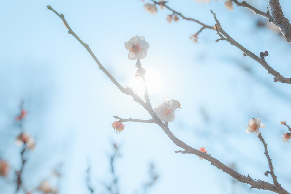 【活動報告】春色とレトロを撮る。世田谷の梅と散歩と夕景と…