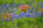 Bluebonnets