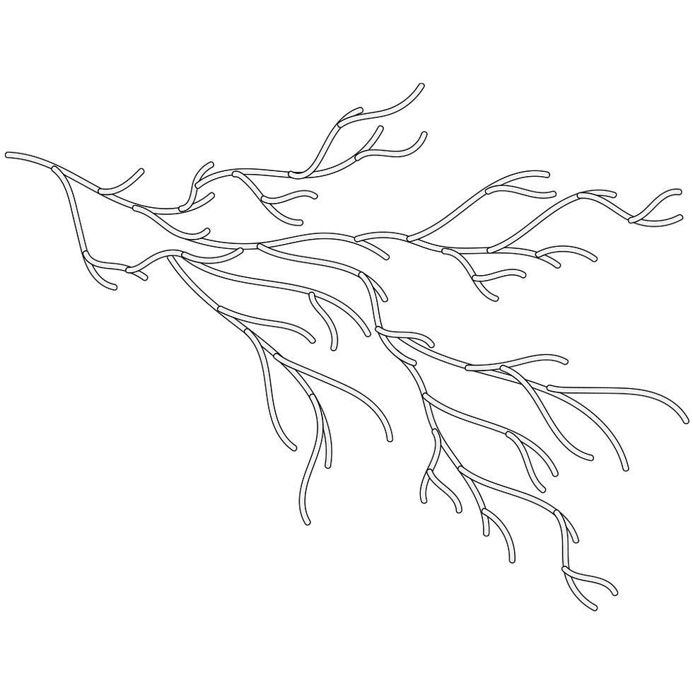 Icons_1000pxSQ_Greyscale_0009_Mycelium.png