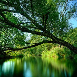 Nature Paintings Free Screensaver [Mac/Win]