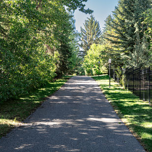 A long driveway dappled with summer sunlight and large mature trees and lamp posts lining the drive.