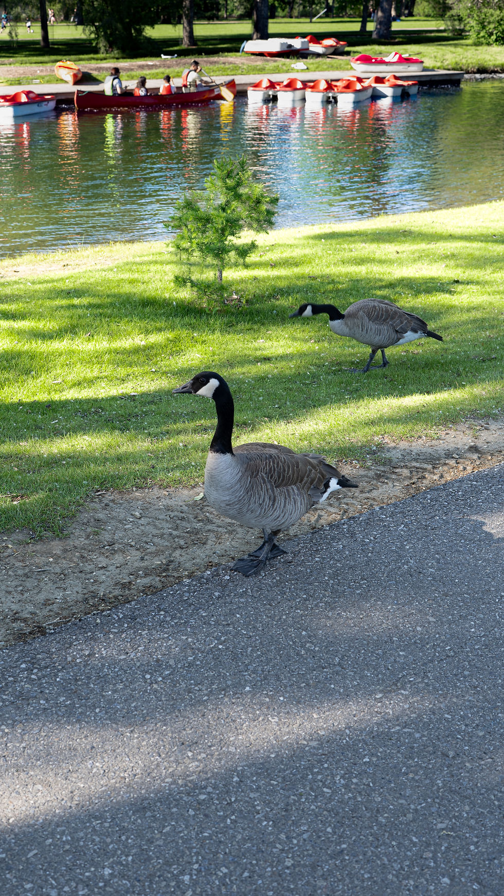 Cobra chicken aka two Canadian geese enjoying the grass and water in Bowness Park.