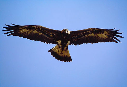 A golden eagle in flight against a blue sky