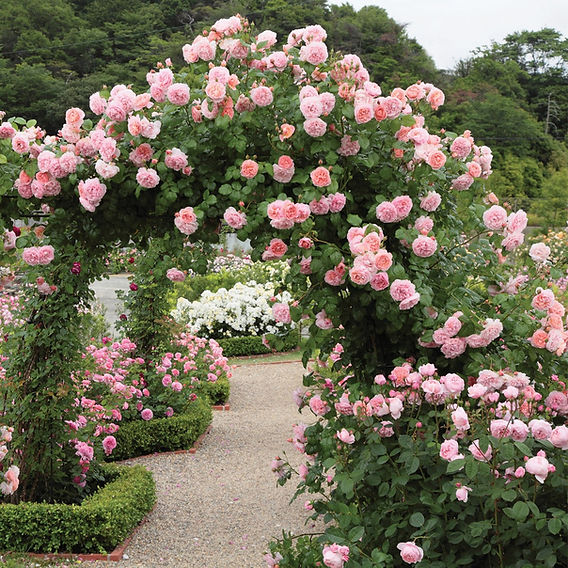 Beautiful roses everywhere...and what to do now Beautiful roses everywhere...and what to do now