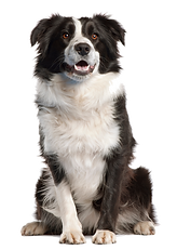 köpek pire kene tasması,tablet,damla,dış parazit,iç parazit,tenya,solucan,kurt