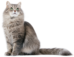 kedi pire kene tasması,tablet,damla,dış parazit,iç parazit.tenya,solucan,bağırsak kurdu